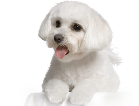 Dogs Hair Cuts Style on Content Copyright   Pretty Pet Grooming  All Rights Reserved