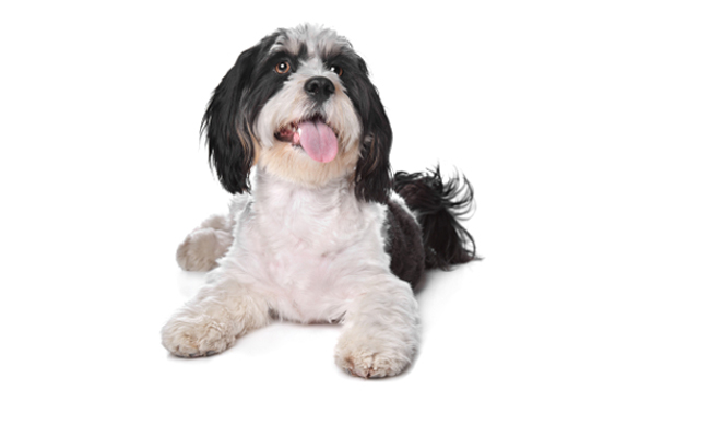 grooming nc pet grooming services at grateful pets professional pet grooming grooming nc pet grooming services at grateful pets professional pet grooming