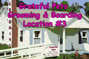 Dog Grooming in Charlotte NC