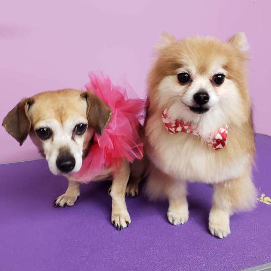 Grateful Pets Professional Dog and Pet Grooming Customers