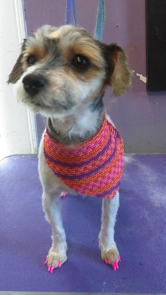 Grateful Pets Professional Dog and Pet Grooming Customers