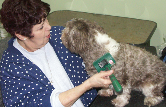 Dog Grooming in Charlotte NC Dog Grooming in Charlotte NC