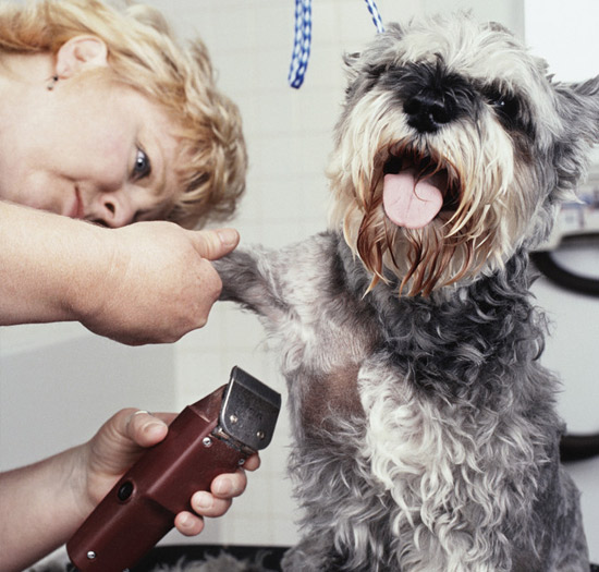 charlotte dog groomer