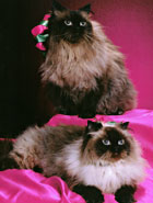 We made these two Himalayans beautiful before their photo session